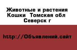 Животные и растения Кошки. Томская обл.,Северск г.